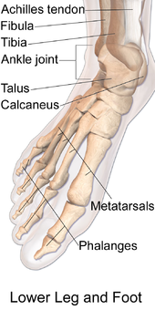 Regional Anatomy Of The Foot